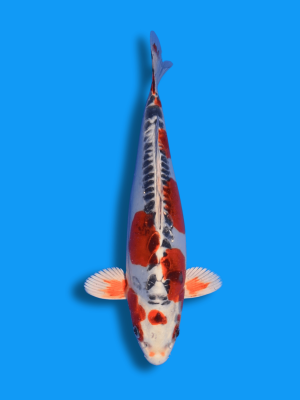 Doitsu Kujaku | Koi&Co.